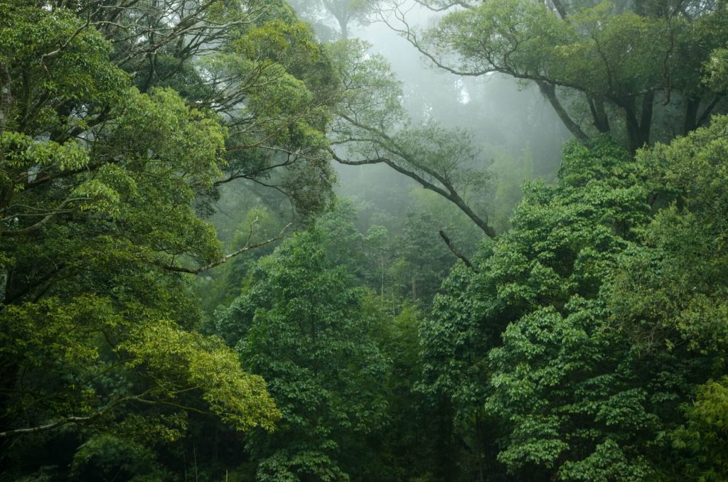 Una exuberante y vibrante escena de la selva tropical, que ilustra la rica biodiversidad y la belleza natural de estos ecosistemas únicos.